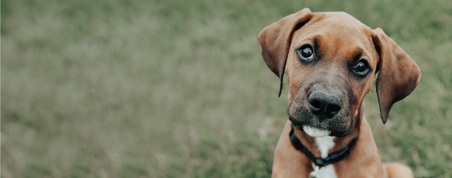 Doberman sales boxer mix